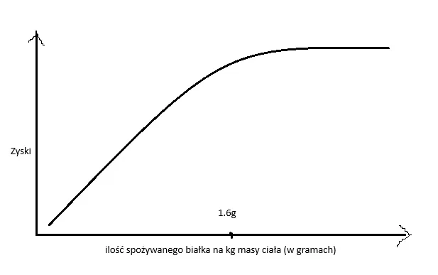Odręczny wykres: oś pozioma to ilość spożywanego białka na kilogram masy ciała, oś pionowa to zyski. Krzywa rośnie stromo, a powyżej 1,6 g wypłaszcza się