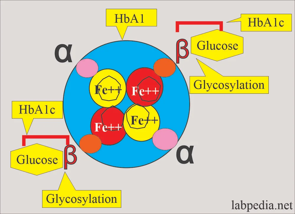 Schemat cząsteczki hemoglobiny z podpisanymi łańcuchami alfa i beta, atomami żelaza oraz miejscami glikozylacji glukozą tworzącymi HbA1c